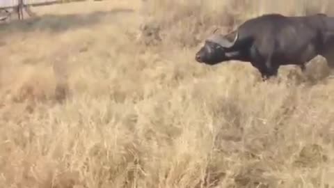 THE REAL FIGHT BETWEEN LION VS BUFFALO.