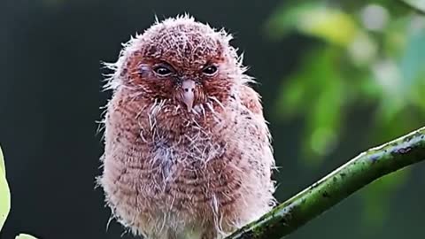 Adorable lonely bird left by itself in the cold