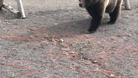 Bear Uses Yellowstone Boardwalk to Cross