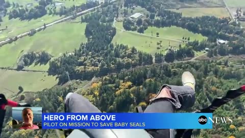 Pilot on mission to save adorable baby seals