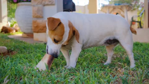 Dog with Large Bone