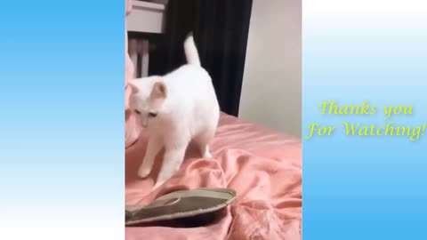 Cute and funny pets Pt 1