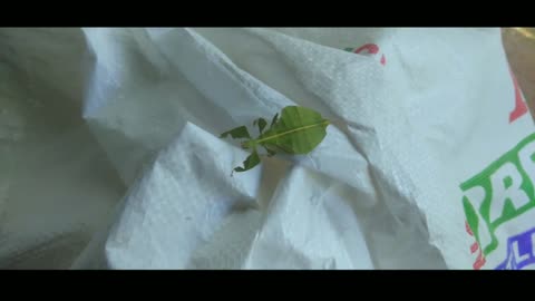 Beautiful Leaf Insects Or Walking Leaf