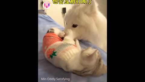 Funny & Cute Dog and Cat #1