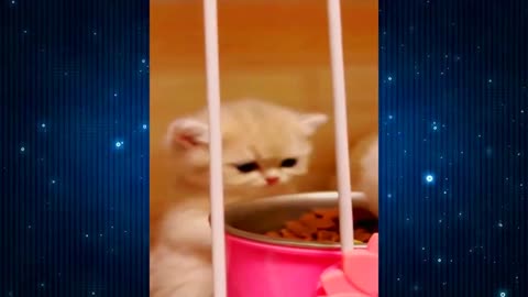 New Funny Videos 2024 😍 Funniest Cats & Dogs Videos🐶😹 Part 3