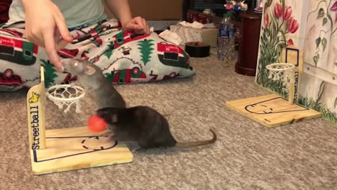 rats playing #basketball