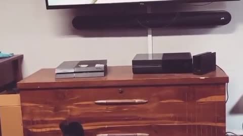 Hungry Black cat want to eat that television bird 🐦