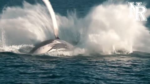 The incredible facts about the blue whale - the biggest creature on Earth!