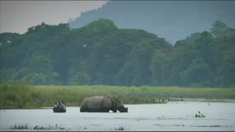 "Inside the World of Rhinoceros: Facts, Behavior, and Conservation Efforts"