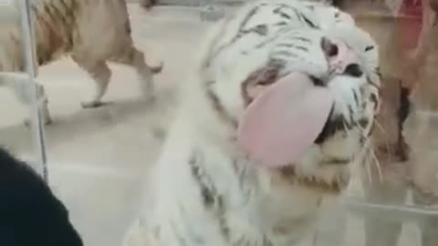 Funny Animal Video