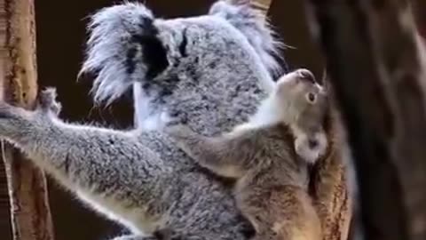 Mommy koala shares whispers of love with her little one!