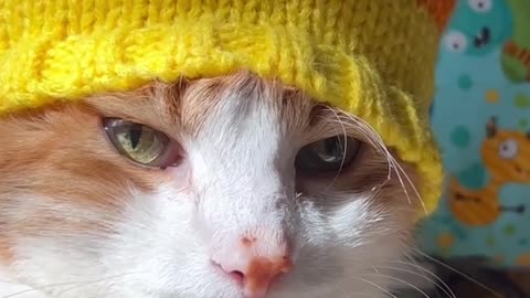 Cat wears beanie