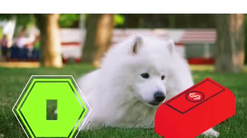 world ranking #09 expensive dogs - Samoyed #shorts