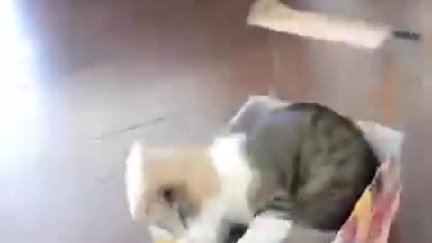 Funny animal funny cat and dog