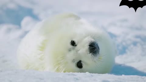 Animals under the Ice