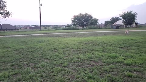 Frisbee slow mo with Kala and Aspen