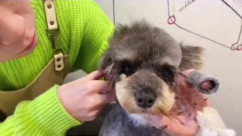 Miniature Schnauzer Puppy Grooming _ Puppy Grooming _ Dog Grooming