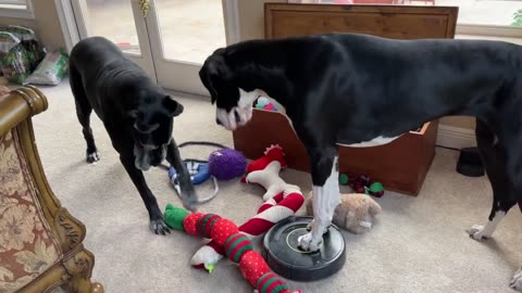 Great Dane stops robot vacuum to play with toys