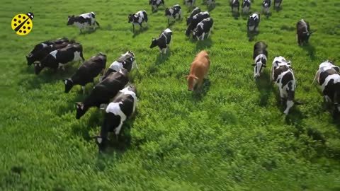 FUNNY COW DANCE │ Cow Song & Cow Videos 2021