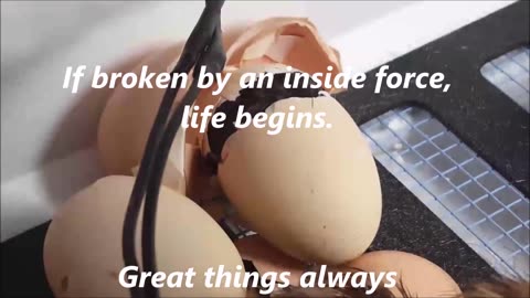 Egg broken by an inside force