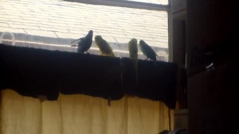 Budgies on cafe curtains