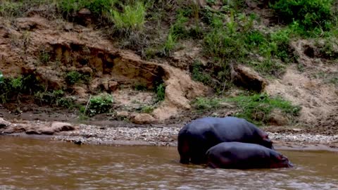 MOTHER HIPPO ESCORTS HER BABY ACROSS DANGEROUS AFRICAN