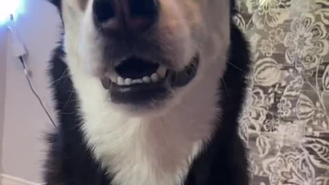 Nora The Husky Has a lot To Say! Woof!