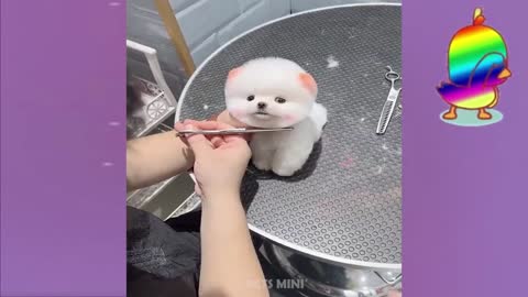 Funny and Cute Dog Pomeranian