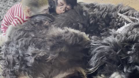 Sleepy Spider Monkeys Nap With Dog