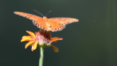 Gulf Fritillary Butterfly