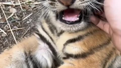 Tiger cub funny videos 🤣