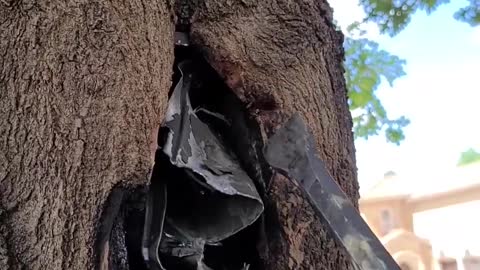 Tree Swallows Junction Box