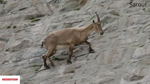 The incredible ibex defies gravity and climbs a dam | Forces of Nature with Brian Cox Sarour