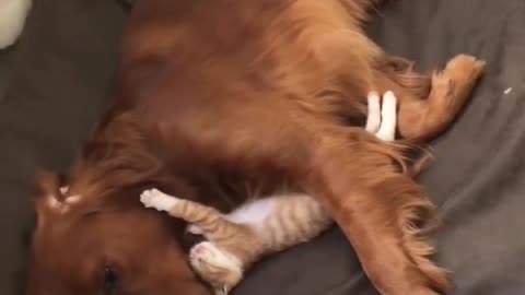 The true Love❤ between Animals|sleeping Cat and Dog each other #animals #animals #catlover #dog