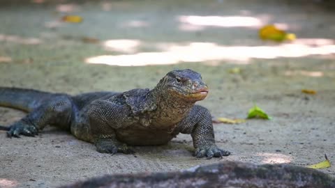 Komodo Dragon