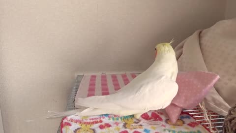 happy Cockatiel whistle sound _ singing hanging