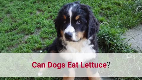 ✅ Can Dogs Eat Lettuce? Watch This First!