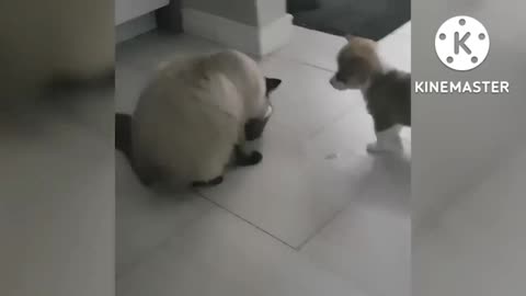 Cute cats fighting 08