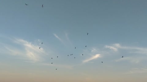 Birds Uk Seagull Nature Horizon Animal Flight