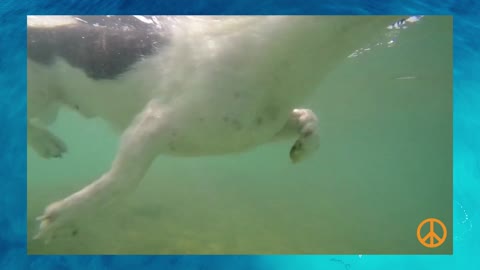 A beautiful dog swimming