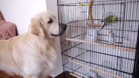 Dog Reacts to Budgies Parrots for the Very First Time