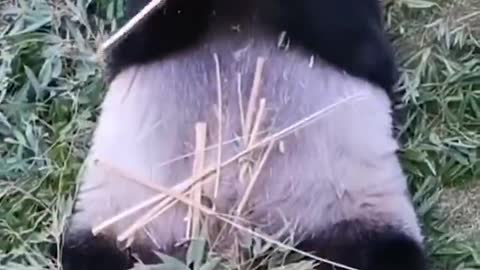 Lying down eating bamboo is a panda