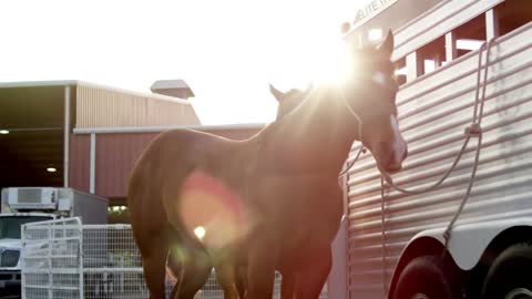 Rodeo Horses Tied to Trailer, Texas