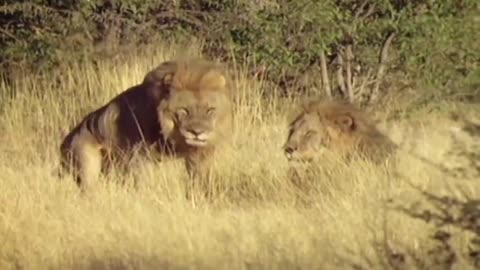 lion resting on grass