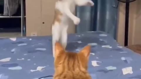 Cat Dancing 😅 wait for end🔥 #short #viralvideo #tranding