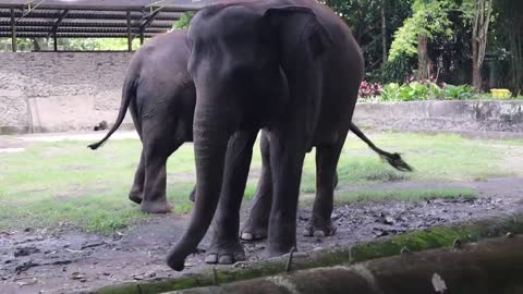 MELIHAT GAJAH LUCU DI KEBUN BINATANG GEMBIROLOKO