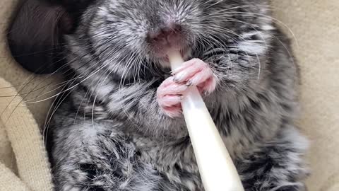 Baby Chinchilla Drinking Milk