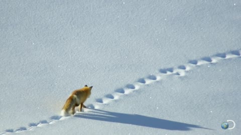 Fox Dives Headfirst Into Snow _ North America