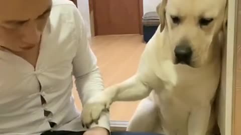 You will get STOMACH ACHE FROM LAUGHING SO HARD🐶Funny Dog Videos