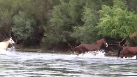 Frolicking in the river